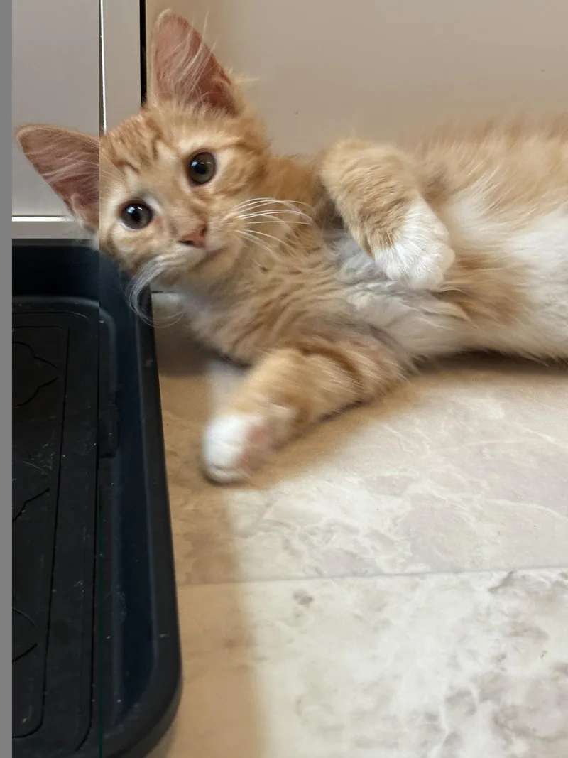 A baby medium-sized female Domestic Medium Hair cat named Soolya for adoption in Seaford, DE