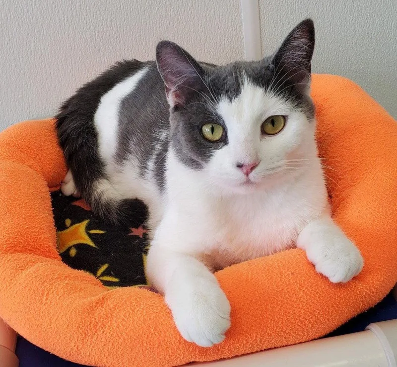 A young large-sized male Domestic Short Hair cat named Whiskers for adoption in Greenville, IL