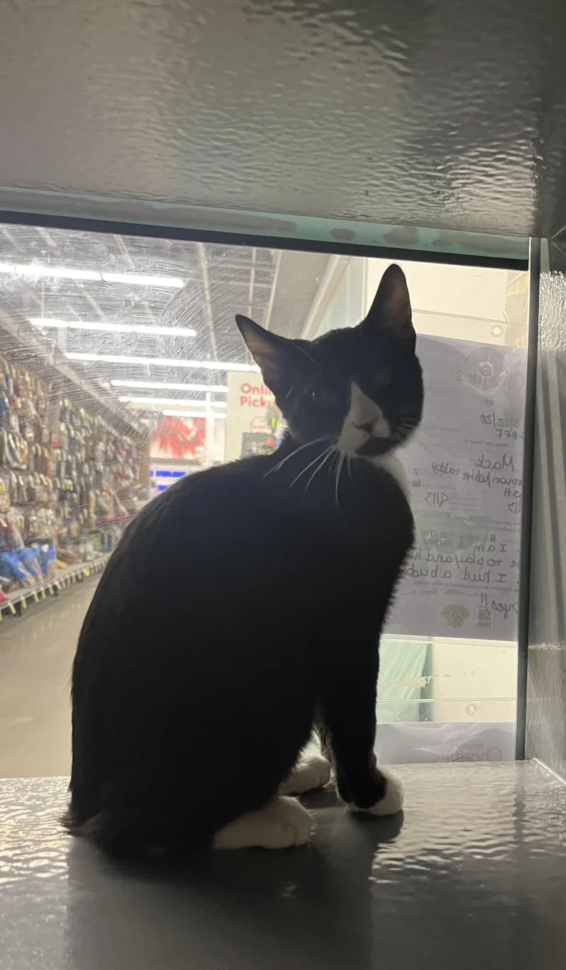 A young medium-sized male Black & White / Tuxedo Domestic Short Hair cat named Crimson for adoption in Belchertown, MA