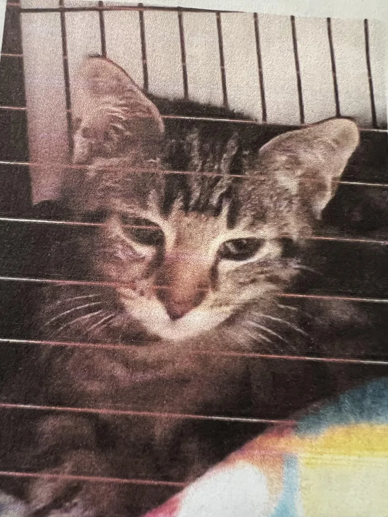 An adult medium-sized female Brown / Chocolate Domestic Short Hair cat named Cayenne for adoption in New Windsor, NY