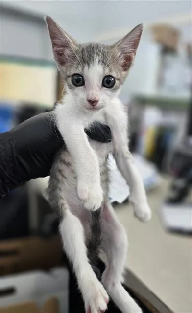 A baby medium-sized female Domestic Short Hair cat named Bluebell for adoption in Dallas, TX