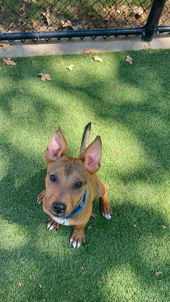 A baby medium-sized male Shepherd dog named Diego for adoption in Dallas, TX