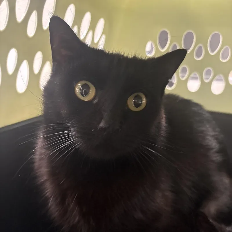 An adult medium-sized female Black Domestic Short Hair cat named Ring Leader for adoption in Morganton, NC
