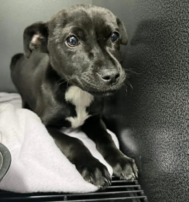 A baby medium-sized female Labrador Retriever dog named Cricket for adoption in Carmel, NY