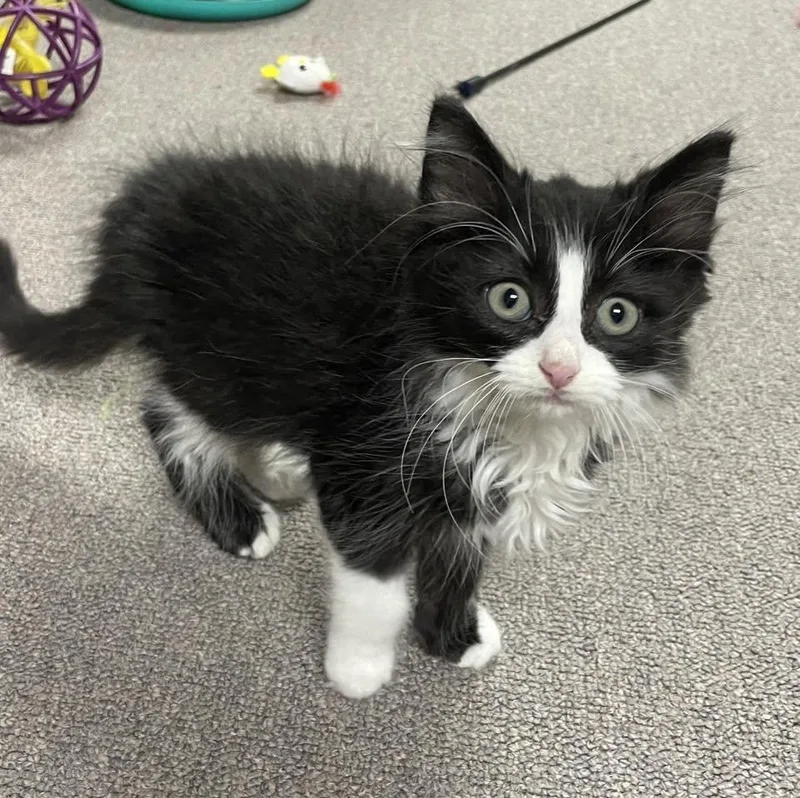 A baby medium-sized male Black & White / Tuxedo Domestic Long Hair cat named Poncho for adoption in Sterling Heights, MI