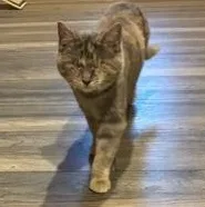 A young medium-sized female Dilute Tortoiseshell Domestic Short Hair cat named Helen for adoption in Germansville, PA
