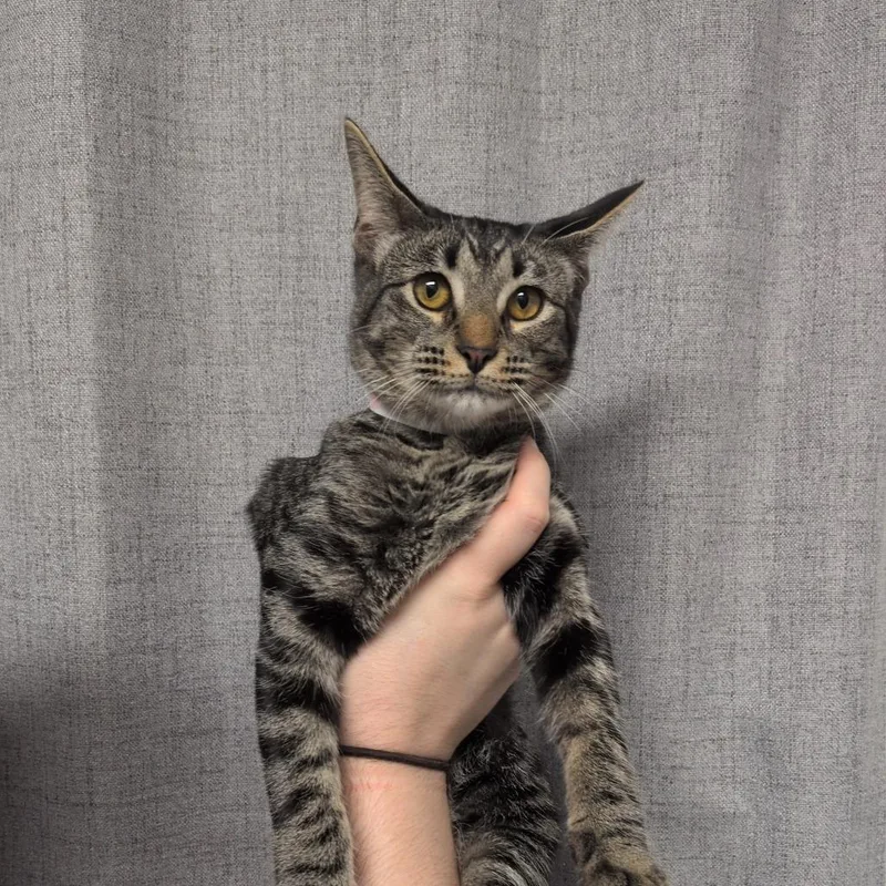 A young medium-sized female Gray / Blue / Silver Domestic Short Hair cat named Penny for adoption in Hattiesburg, MS