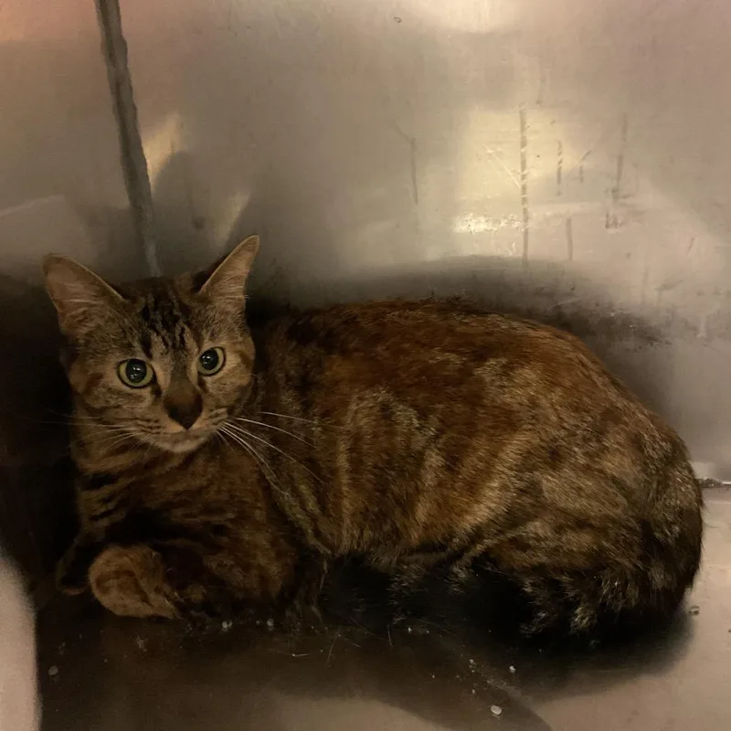 An adult medium-sized female Brown / Chocolate Domestic Short Hair cat named Harlow for adoption in Monroe, LA