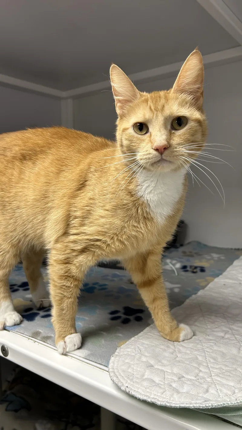 An adult medium-sized female Tabby (Orange / Red) Domestic Short Hair cat named Gwyn for adoption in White Oak, PA