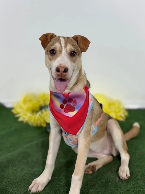 A baby medium-sized female Brown / Chocolate Terrier dog named Wanda for adoption in Carlsbad, CA