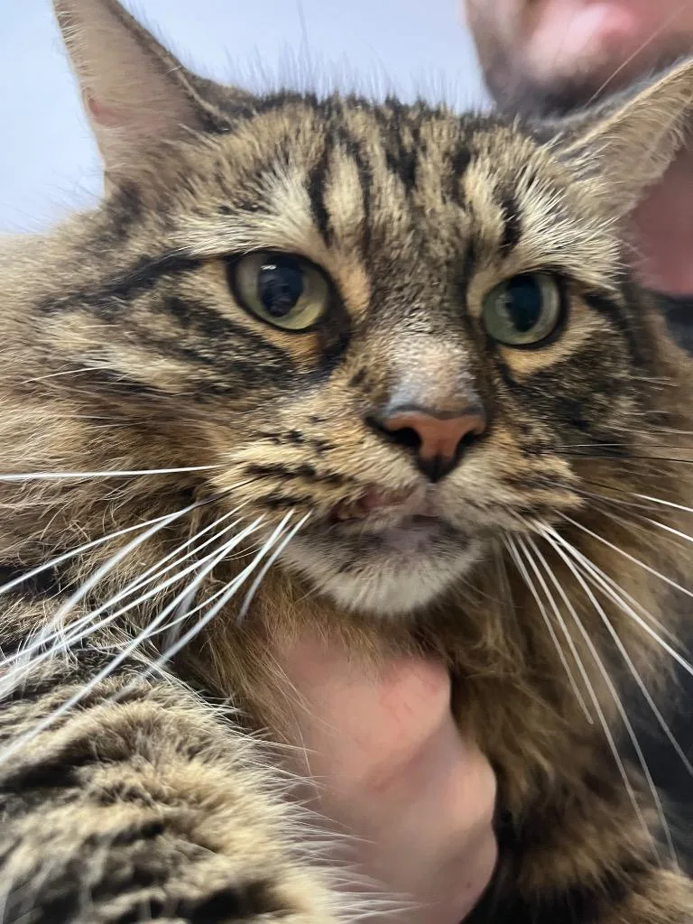 An adult large-sized female Domestic Long Hair cat named Steph for adoption in New Braunfels, TX