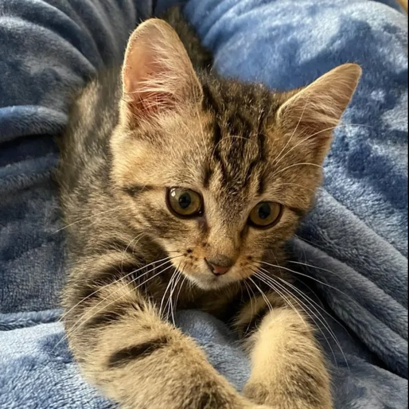 An adult large-sized male Brown / Chocolate Domestic Short Hair cat named Danny Darko for adoption in Williston, FL