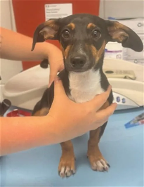 A baby small-sized male Dachshund dog named Jack for adoption in Mesa, AZ
