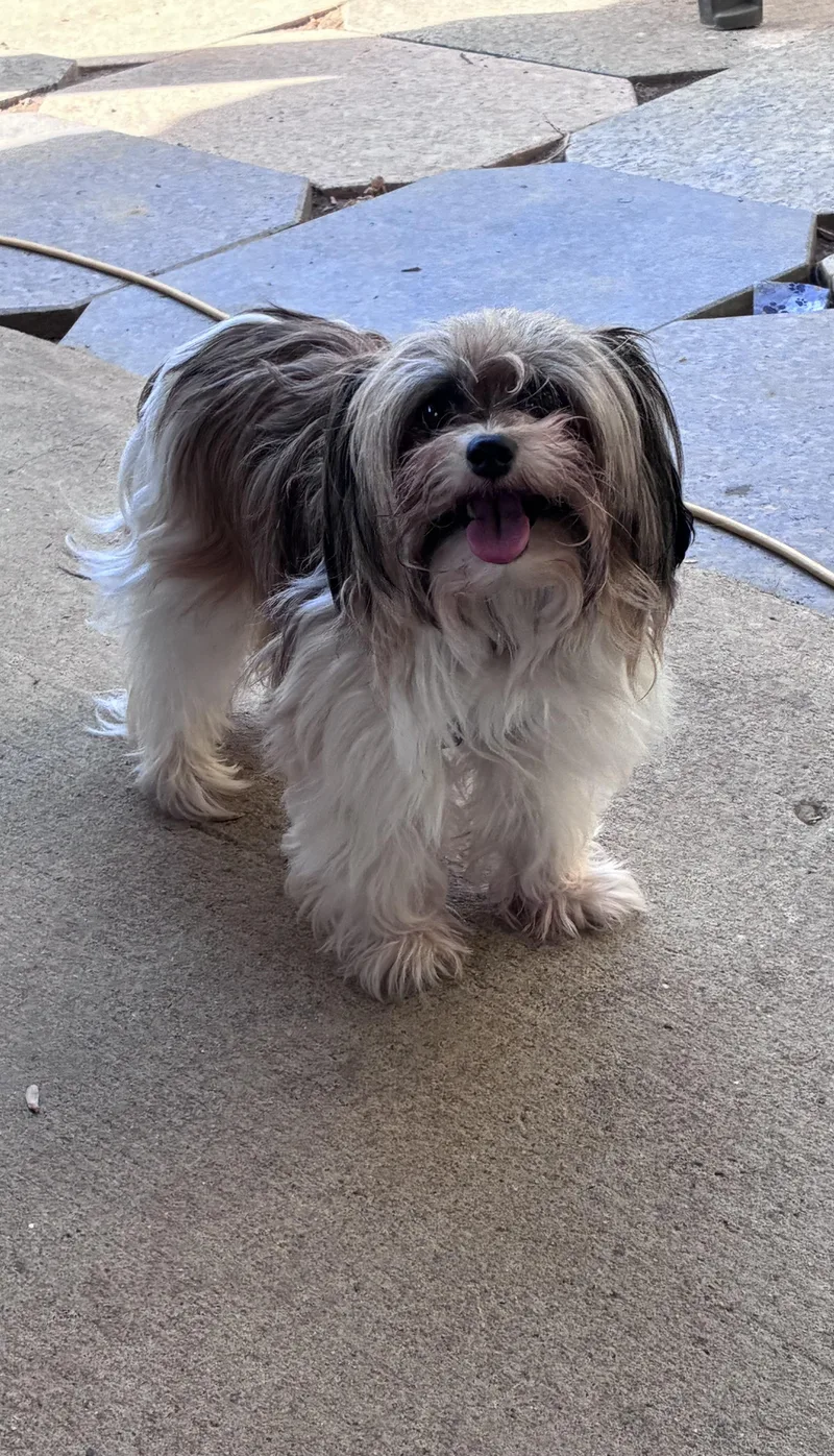 An adult small-sized female White / Cream Shih Tzu dog named Minnie for adoption in Lincoln University, PA