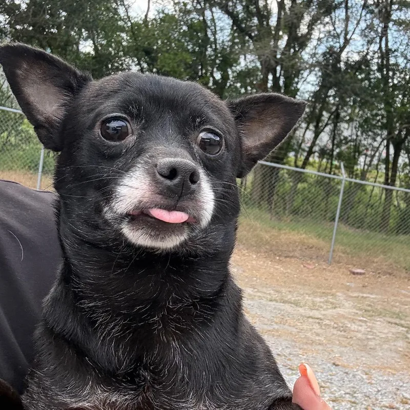 An adult small-sized male Black Chihuahua dog named Felix for adoption in Montgomery, AL