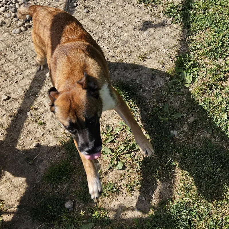 A young medium-sized male Golden German Shepherd Dog dog named Boone for adoption in Benton Harbor, MI