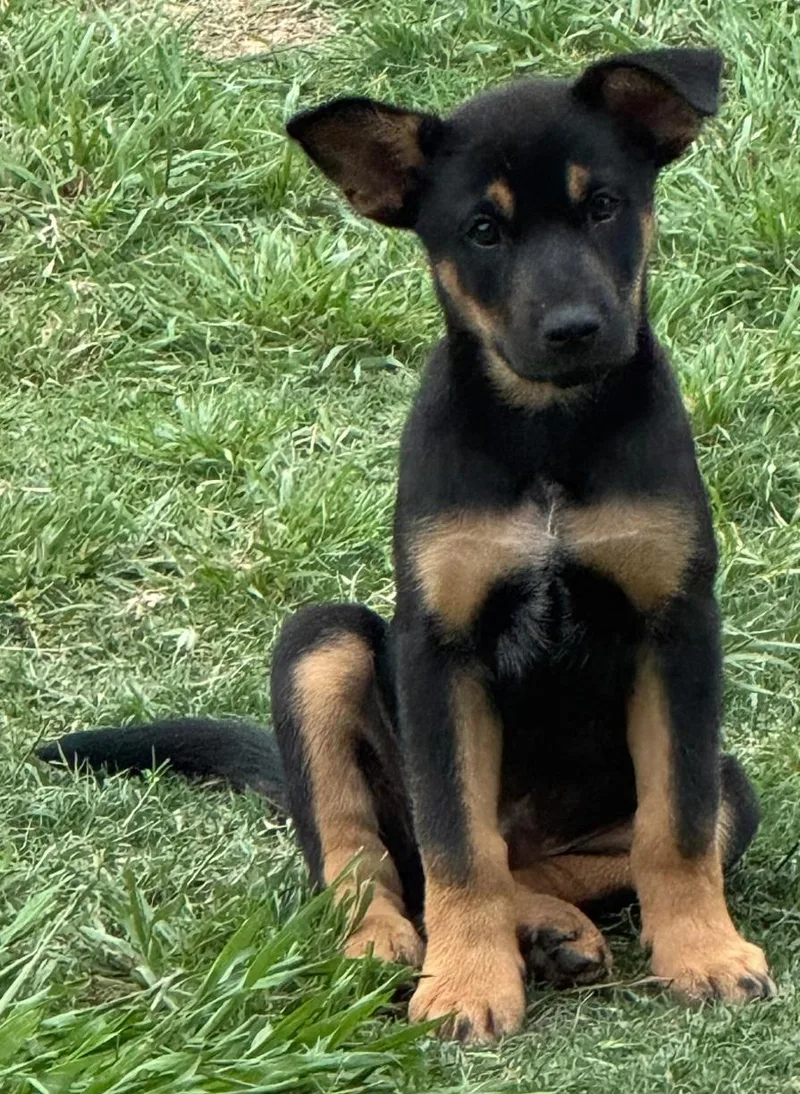 A baby medium-sized male Tricolor (Brown, Black, & White) Labrador Retriever dog named Archie such a for adoption in Houston, TX