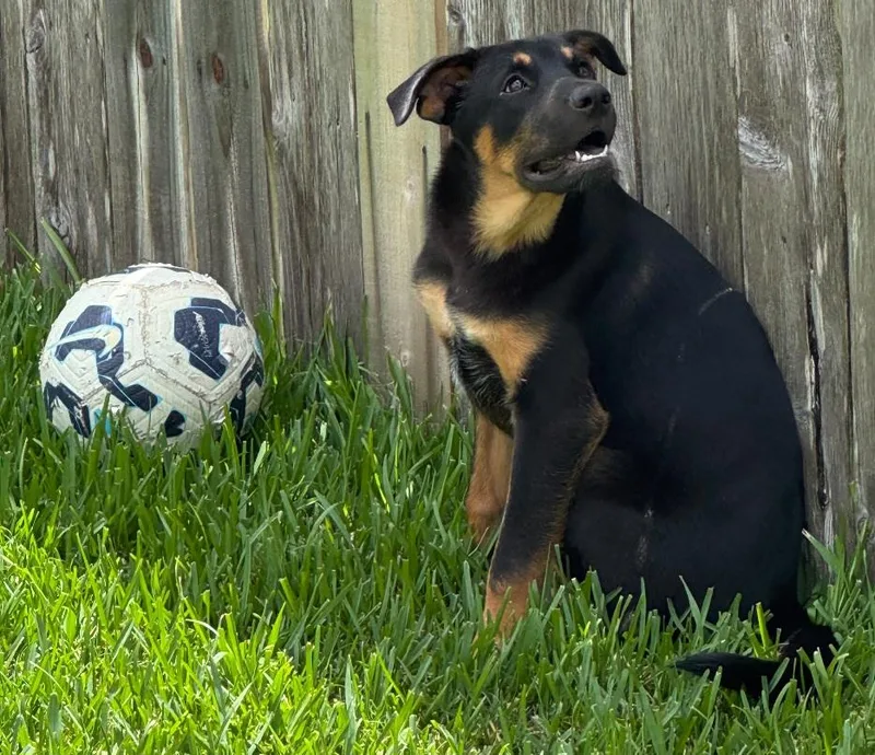 Archie  such a thumbnail 4
