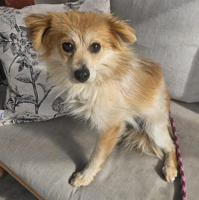 A young small-sized female Chihuahua dog named Tammy for adoption in Camarillo, CA
