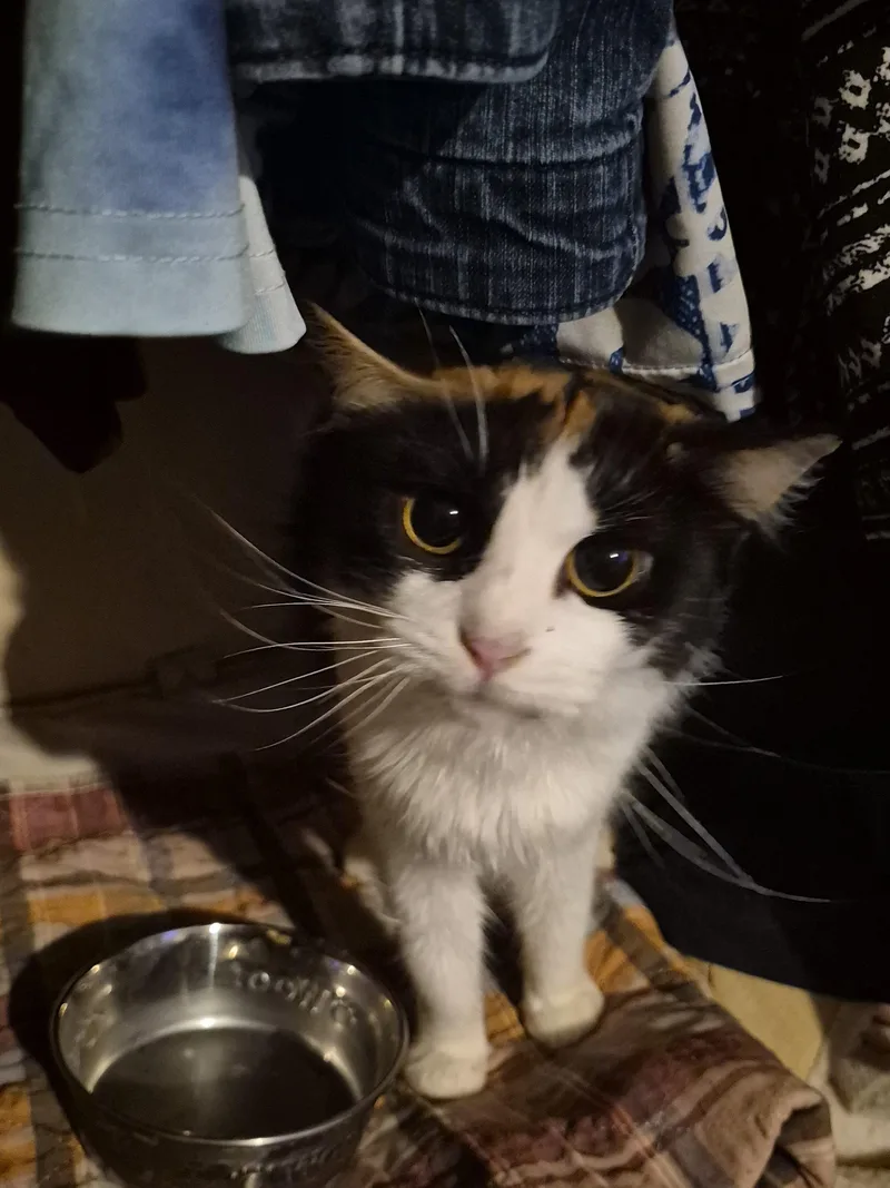 Cindy Brady thumbnail 2