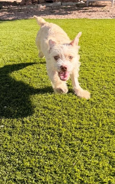 Cream Puff thumbnail 2