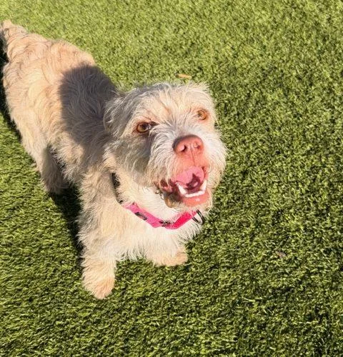 Cream Puff thumbnail 3