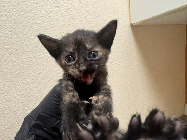 A baby small-sized female Domestic Short Hair cat named Melanie for adoption in Fairfield, CA