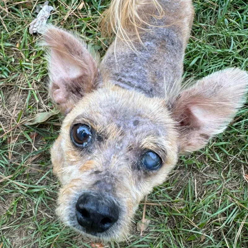 A senior small-sized male Gray / Blue / Silver Yorkshire Terrier dog named Oso Lennon for adoption in Houston, TX