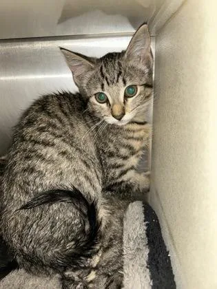A baby medium-sized female Domestic Short Hair cat named Naomi for adoption in Picayune, MS