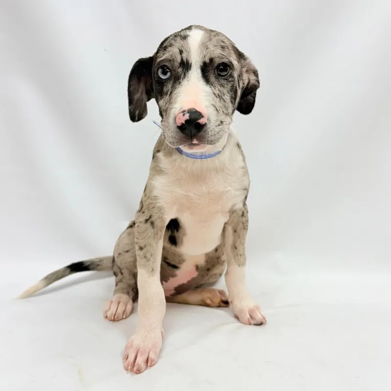 A baby small-sized female Pit Bull Terrier dog named Sprinkles for adoption in Parker, CO