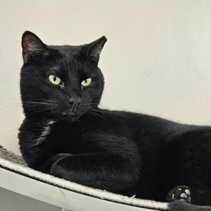 An adult small-sized male Black Domestic Short Hair cat named Fazzah for adoption in Atlanta, GA