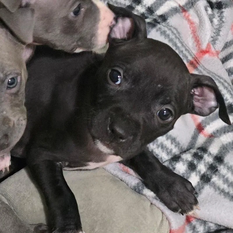 A baby medium-sized female Black Pit Bull Terrier dog named Splash for adoption in St. Peters, MO