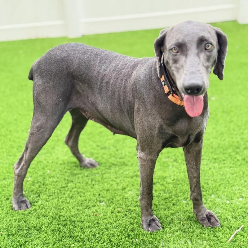 An adult large-sized female Gray / Blue / Silver Weimaraner dog named Cirrus for adoption in Sarasota, FL