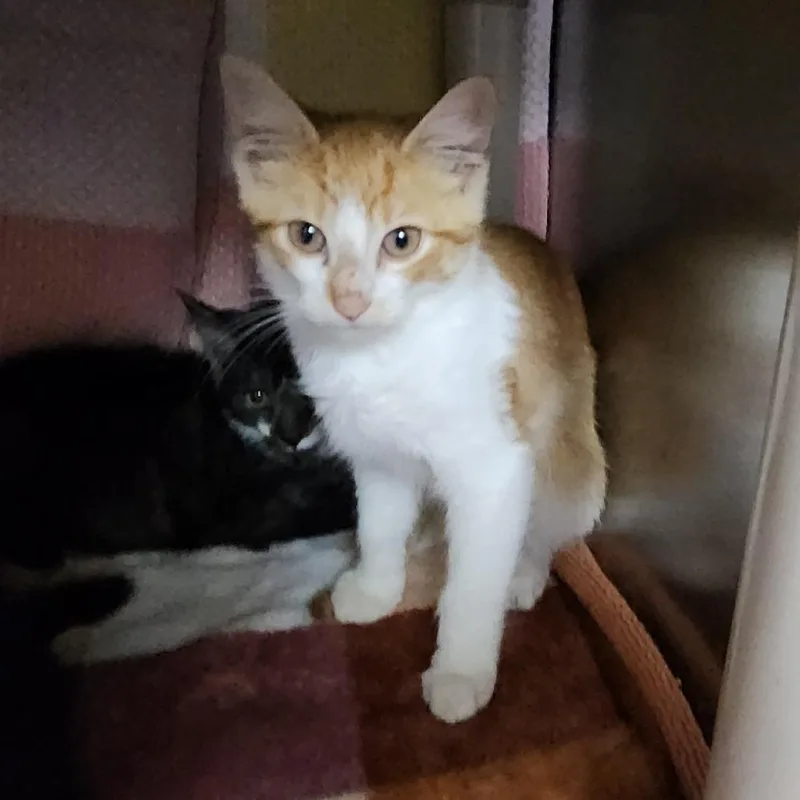 A baby small-sized male Orange / Red Domestic Short Hair cat named Moosetracks for adoption in Grand Rapids, MI