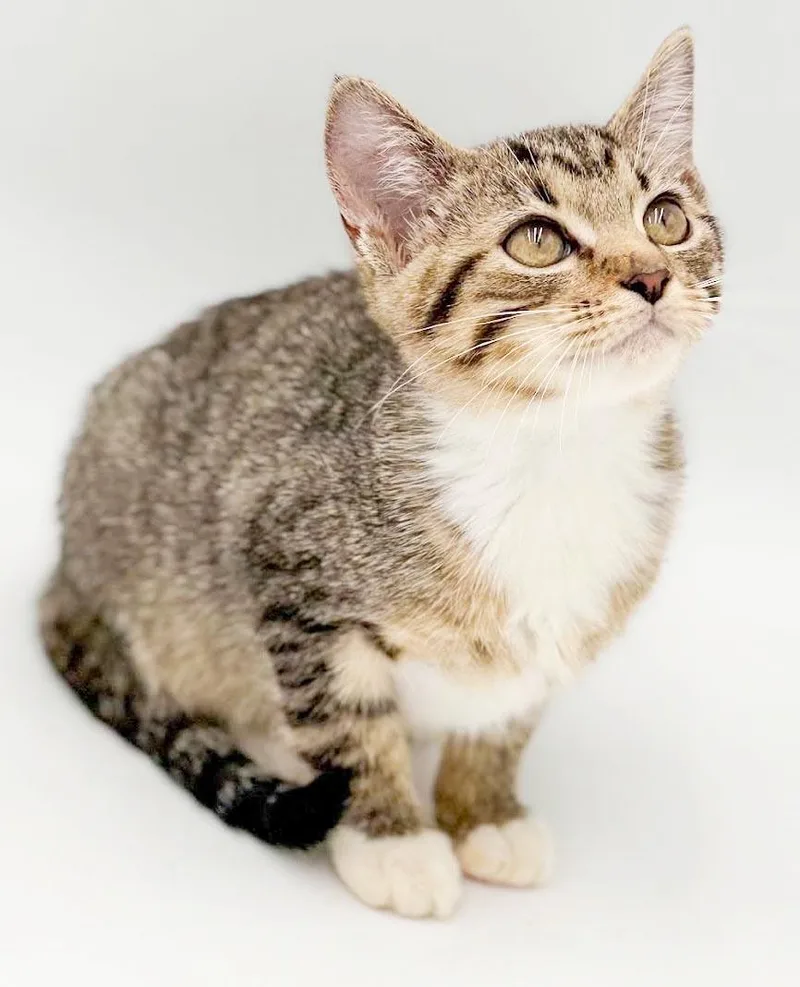 A baby small-sized female Bengal cat named Neoma is a beautiful for adoption in Bedford Hills, NY