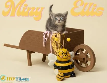 Miny Ellis thumbnail 2
