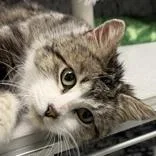 An adult medium-sized male Tabby (Brown / Chocolate) Domestic Short Hair cat named Gregory for adoption in Lansing, MI