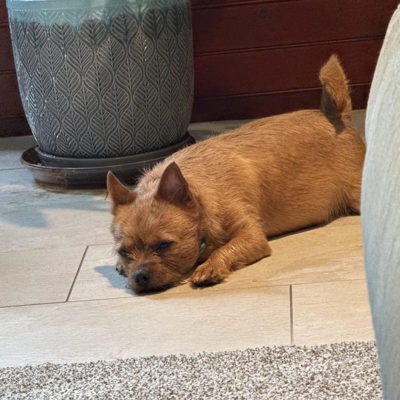 An adult small-sized female Yorkshire Terrier dog named Mickey Rooney for adoption in New York, NY
