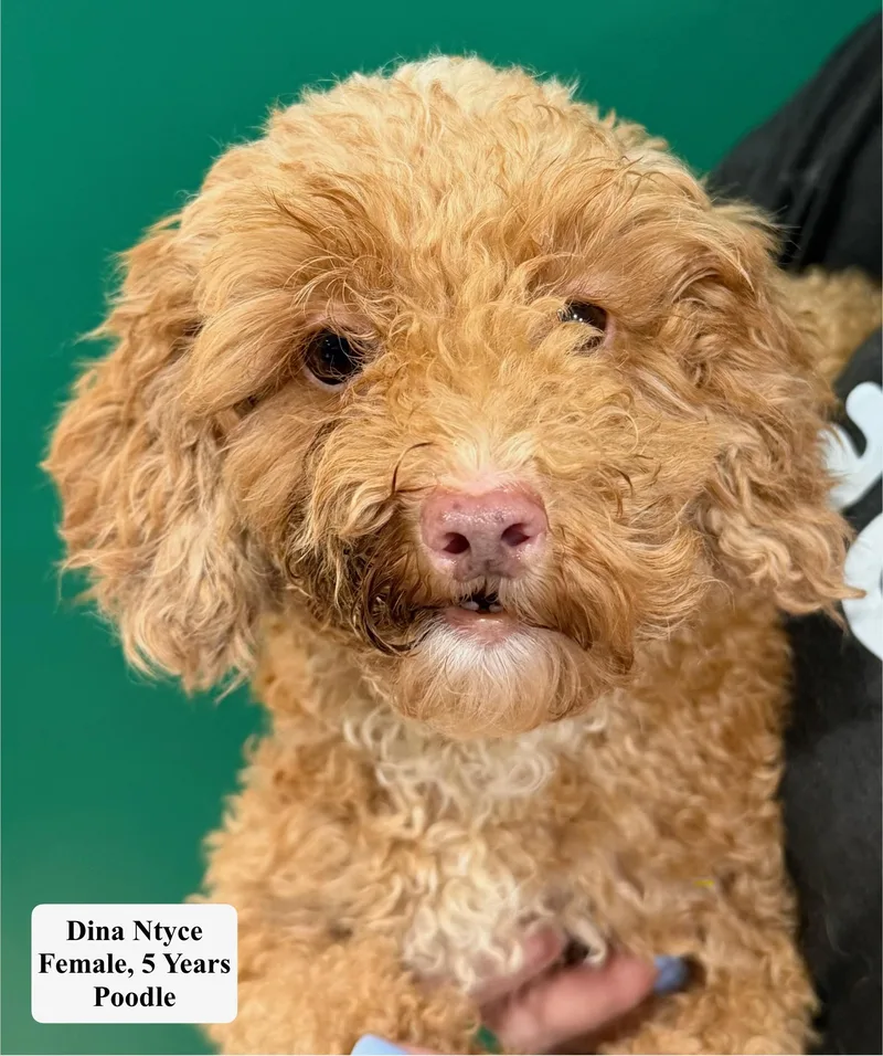 An adult small-sized female Red / Chestnut / Orange Poodle dog named Dina Htyce for adoption in Blue Springs, MO