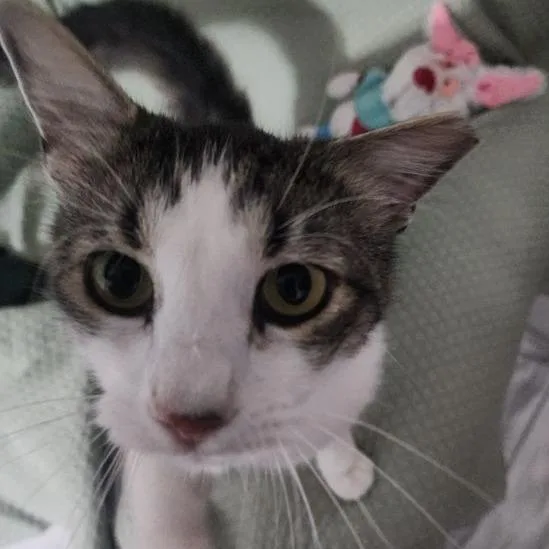 An adult medium-sized male Brown / Chocolate Domestic Short Hair cat named Will for adoption in Boston, MA