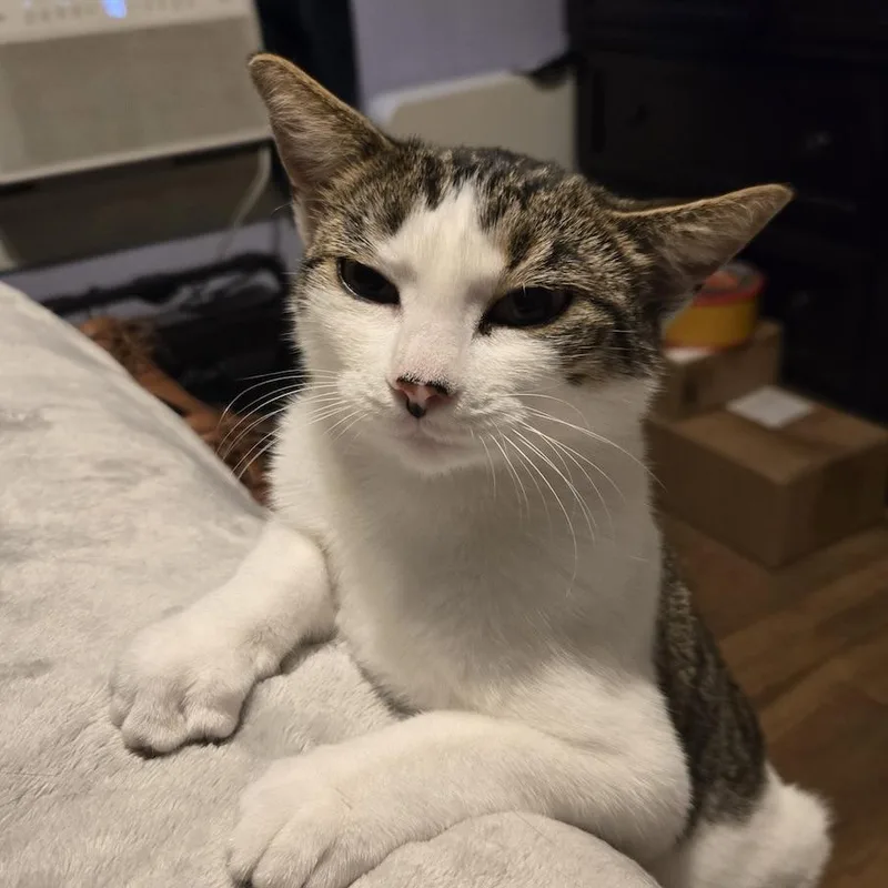 Sylvia thumbnail 2