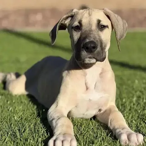 A baby large-sized female Sable Great Dane dog named Gold for adoption in Mesa, AZ