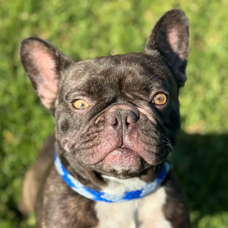 An adult small-sized female Brown / Chocolate French Bulldog dog named Ashoka for adoption in Santa Barbara, CA