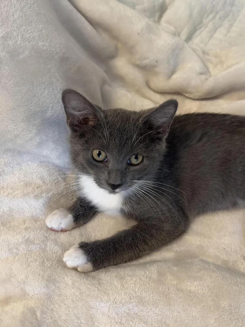 A baby medium-sized male Gray & White Domestic Short Hair cat named Socks for adoption in Wilmington, NC