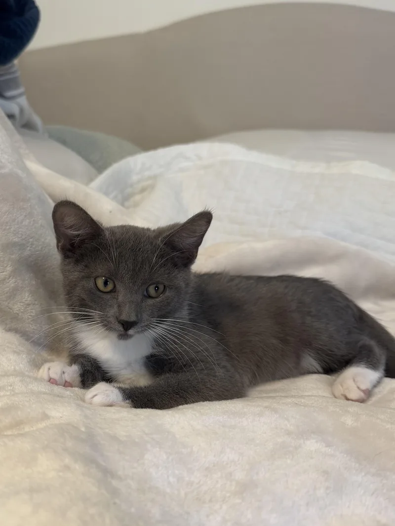 Socks thumbnail 2