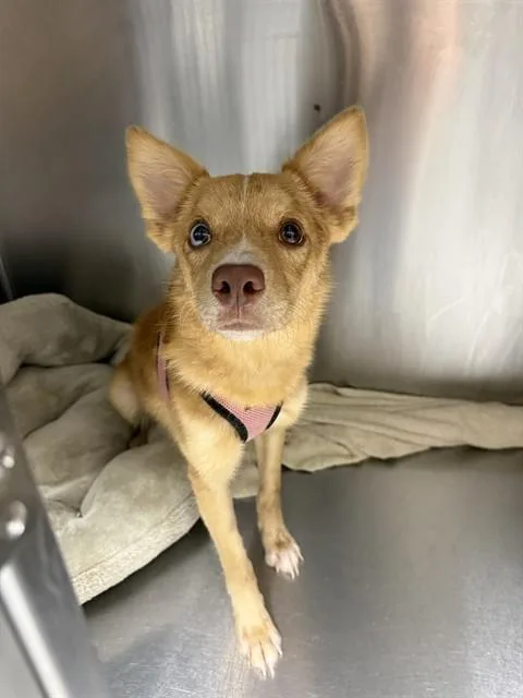 A young medium-sized male Australian Cattle Dog / Blue Heeler dog named Faux for adoption in Naples, FL