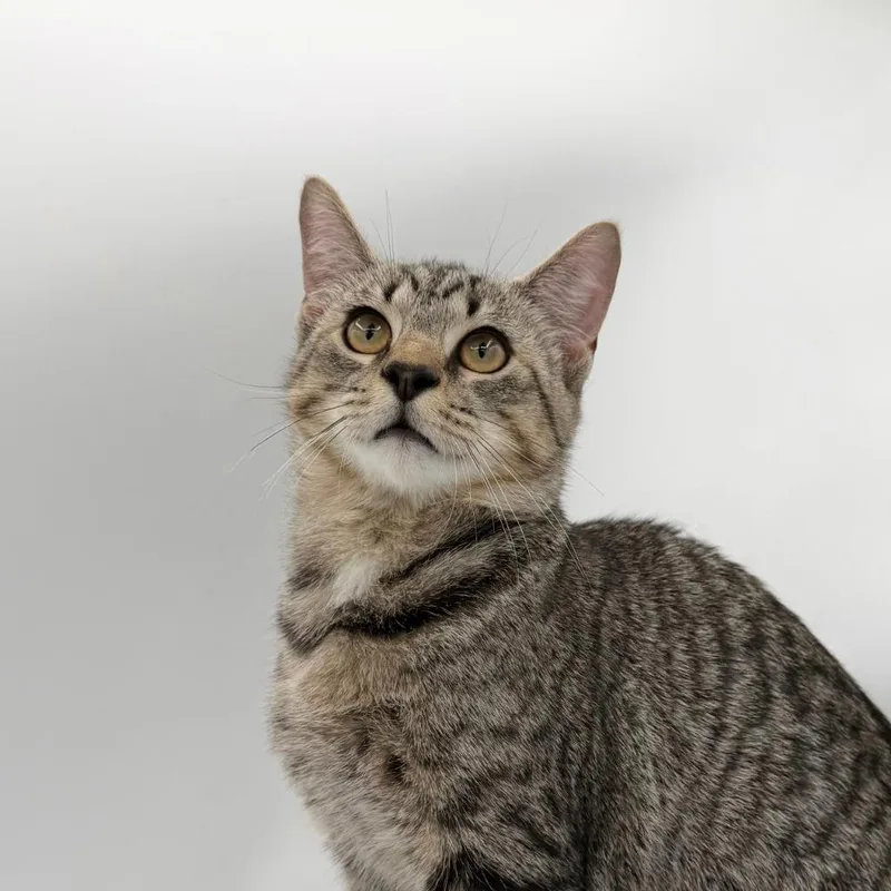 A baby medium-sized male Domestic Short Hair cat named Snallygaster for adoption in State College, PA