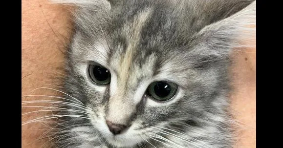 A baby small-sized female Gray / Blue / Silver Domestic Short Hair cat named Posey for adoption in Anoka, MN