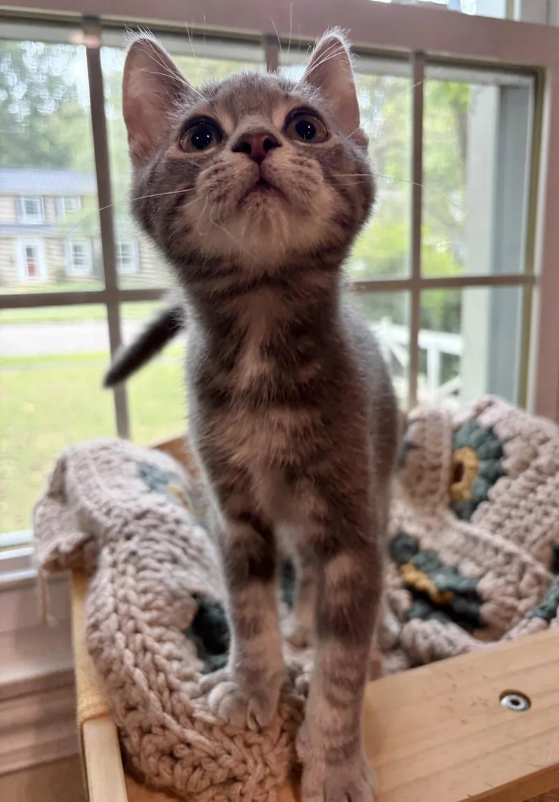 A baby medium-sized female Domestic Short Hair cat named Periwinkle for adoption in Rootstown, OH