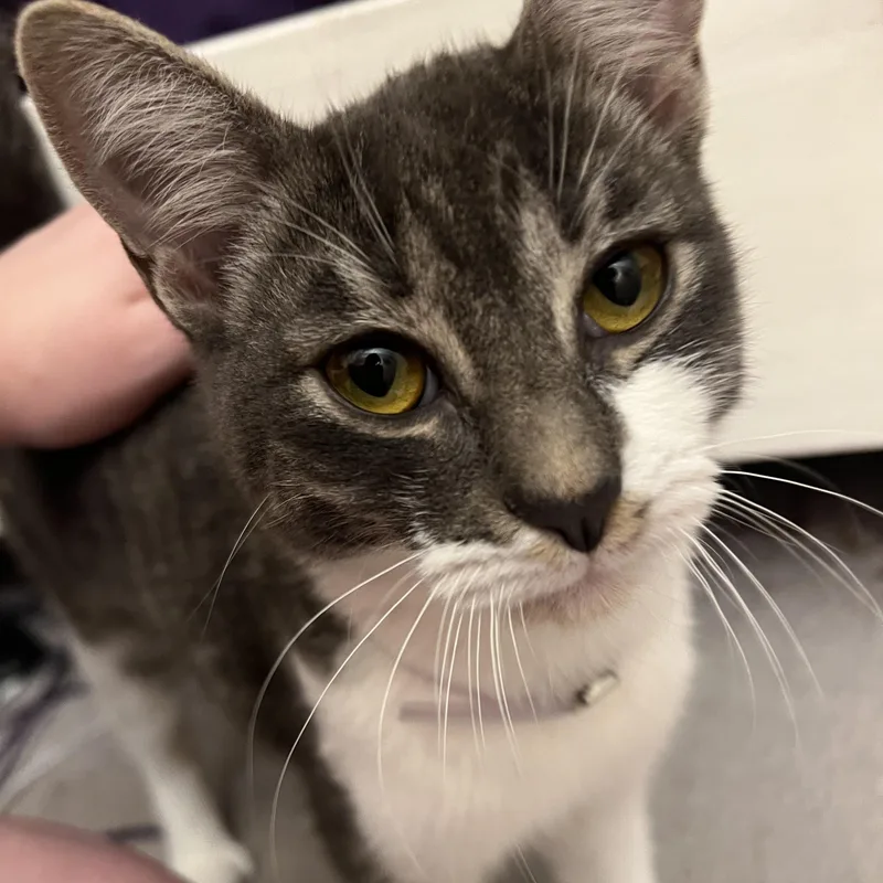 A baby medium-sized male Tabby (Gray / Blue / Silver) Domestic Short Hair cat named Melvin for adoption in Liverpool, TX